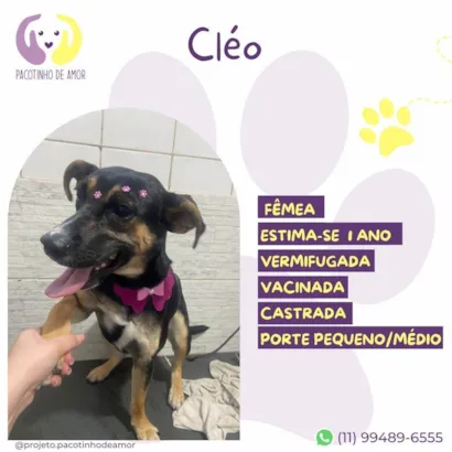 Cachorro raça SRD-ViraLata idade 1 ano nome Cléo 