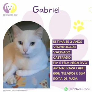 Gato raça SRD-ViraLata idade 1 ano nome Gabriel