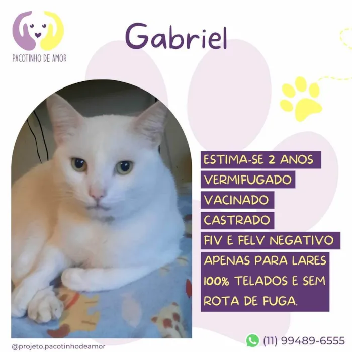 Gato ra a SRD-ViraLata idade 1 ano nome Gabriel