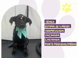 Cachorro raça SRD-ViraLata idade 2 a 6 meses nome Muffin