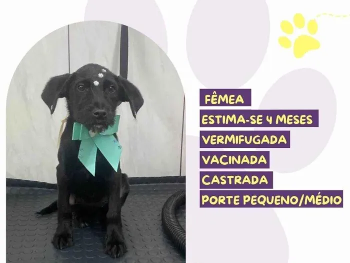 Cachorro ra a SRD-ViraLata idade 2 a 6 meses nome Muffin