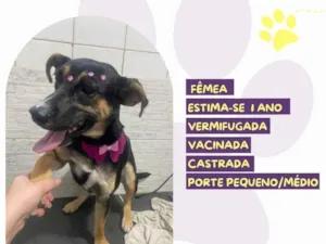 Cachorro raça SRD-ViraLata idade 1 ano nome Cléo 