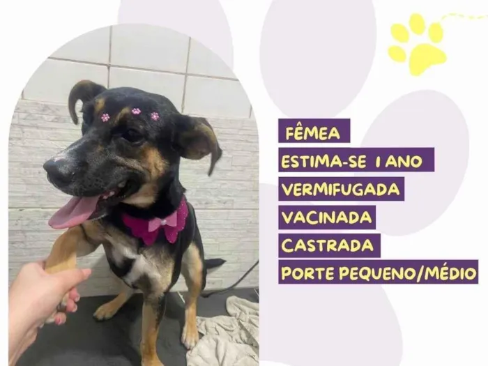 Cachorro ra a SRD-ViraLata idade 1 ano nome Cléo 