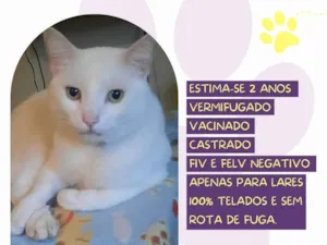 Gato raça SRD-ViraLata idade 1 ano nome Gabriel