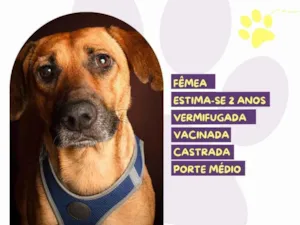 Cachorro raça SRD-ViraLata idade 2 anos nome Princesa