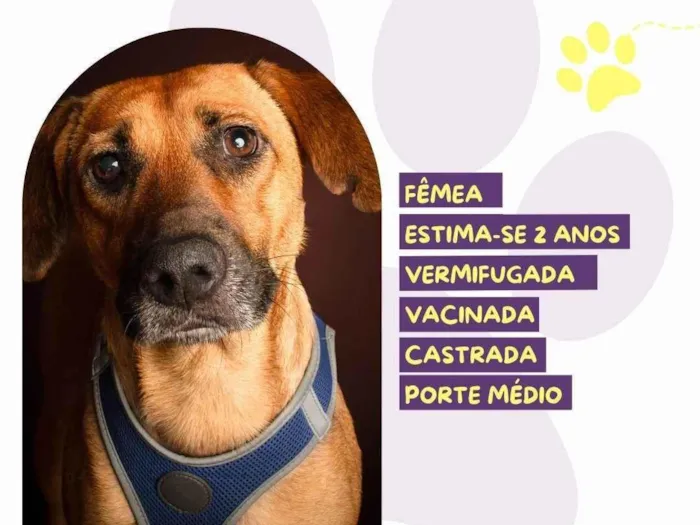 Cachorro ra a SRD-ViraLata idade 2 anos nome Princesa