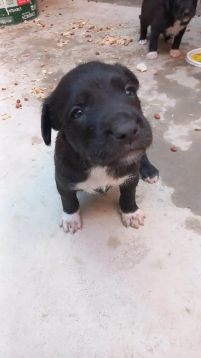 Cachorro ra a SRD-ViraLata idade Abaixo de 2 meses nome Sem nomes