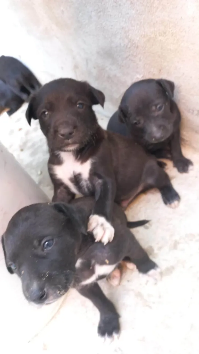 Cachorro ra a SRD-ViraLata idade Abaixo de 2 meses nome Sem nomes
