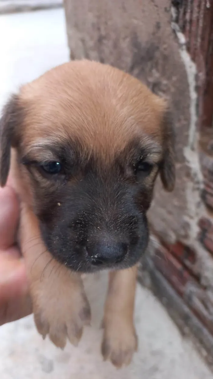 Cachorro ra a SRD-ViraLata idade Abaixo de 2 meses nome Sem nomes