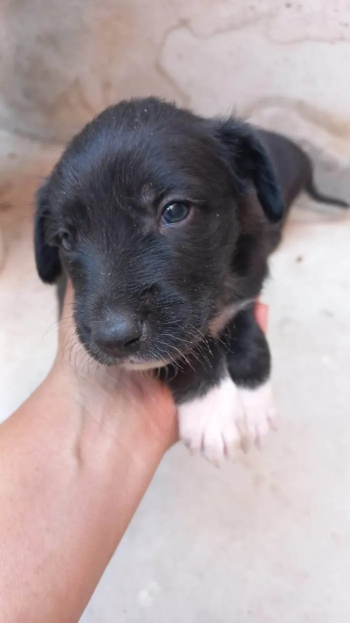 Cachorro ra a SRD-ViraLata idade Abaixo de 2 meses nome Sem nomes
