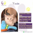 Yoda