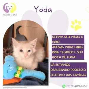 Gato raça SRD-ViraLata idade Abaixo de 2 meses nome Yoda