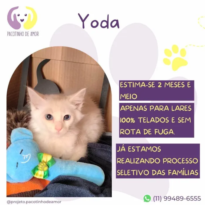 Gato ra a SRD-ViraLata idade Abaixo de 2 meses nome Yoda