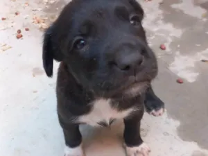 Cachorro raça SRD-ViraLata idade Abaixo de 2 meses nome Sem nomes