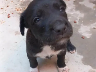 Cachorro raça SRD-ViraLata idade Abaixo de 2 meses nome Sem nomes