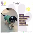 Toffi