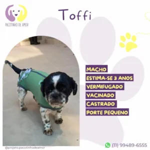 Cachorro raça SRD-ViraLata idade 3 anos nome Toffi