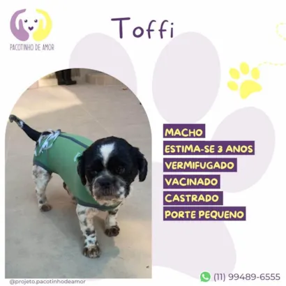 Cachorro raça SRD-ViraLata idade 3 anos nome Toffi