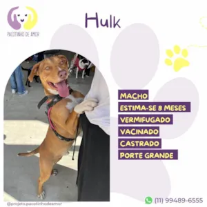 Cachorro raça SRD-ViraLata idade 7 a 11 meses nome Hulk