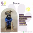 Pope