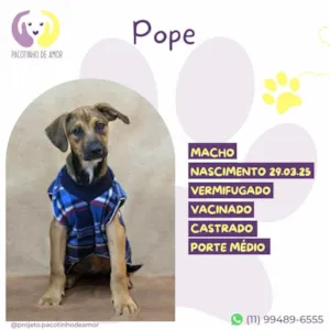 Cachorro raça SRD-ViraLata idade 2 a 6 meses nome Pope