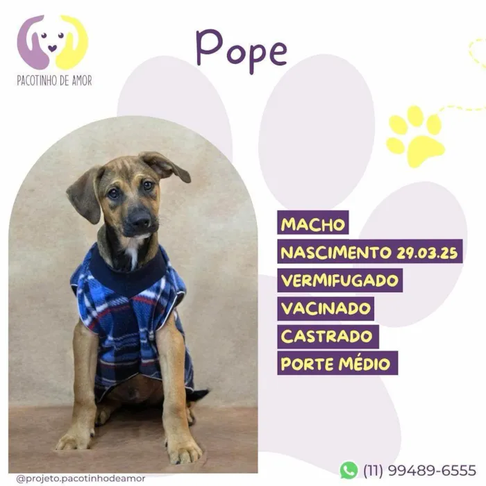 Cachorro ra a SRD-ViraLata idade 2 a 6 meses nome Pope