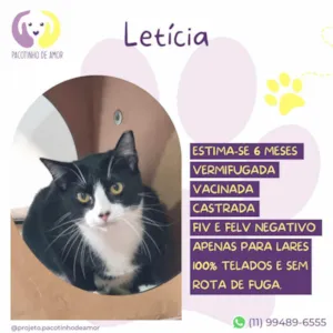 Gato raça SRD-ViraLata idade 2 a 6 meses nome Letícia 