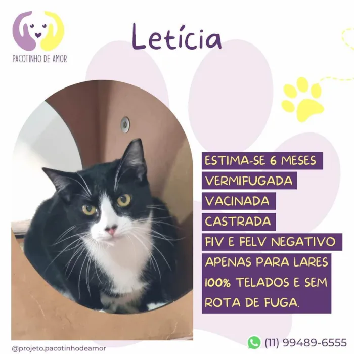 Gato ra a SRD-ViraLata idade 2 a 6 meses nome Letícia