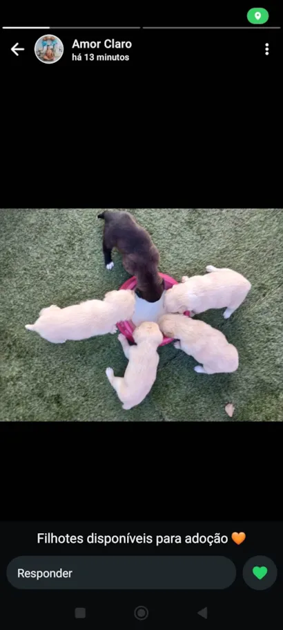 Cachorro raça SRD-ViraLata idade Abaixo de 2 meses nome Henrique de Mello Souza