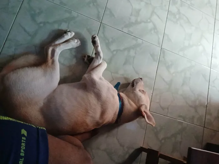 Cachorro ra a SRD-ViraLata idade 2 anos nome Leitão 