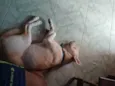 Leitão