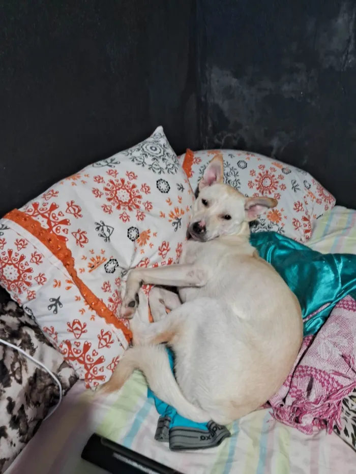 Cachorro ra a SRD-ViraLata idade 2 anos nome Leitão 
