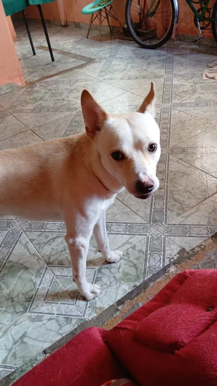 Cachorro ra a SRD-ViraLata idade 2 anos nome Leitão 