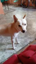 Leitão