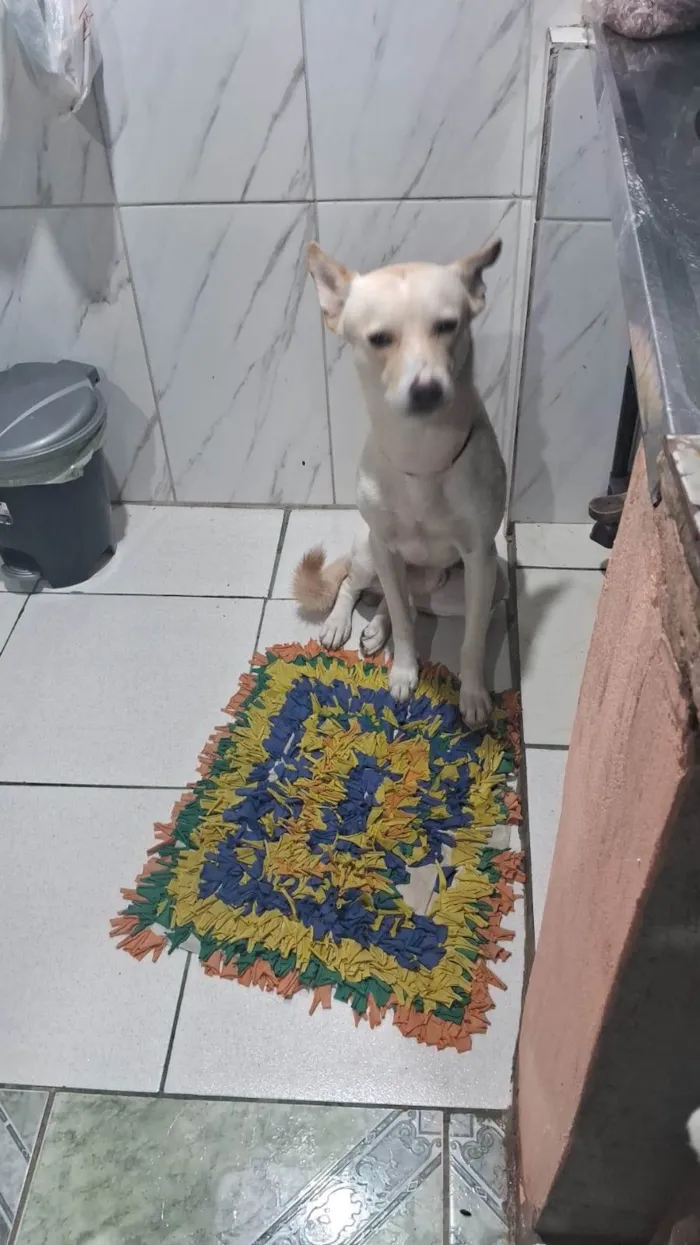 Cachorro ra a SRD-ViraLata idade 2 anos nome Leitão 
