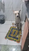 Leitão