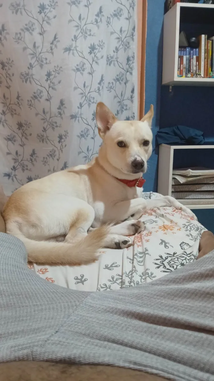 Cachorro ra a SRD-ViraLata idade 2 anos nome Leitão 