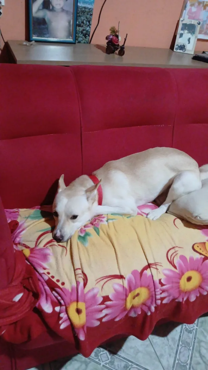 Cachorro ra a SRD-ViraLata idade 2 anos nome Leitão 