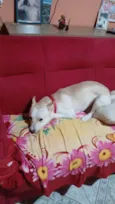 Leitão