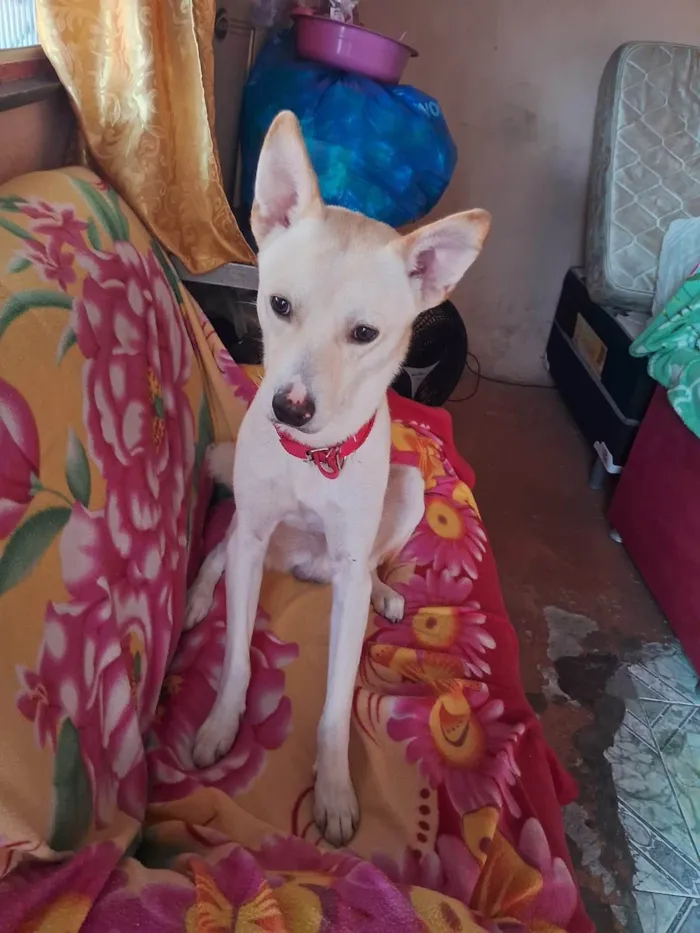 Cachorro ra a SRD-ViraLata idade 2 anos nome Leitão 