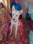 Leitão
