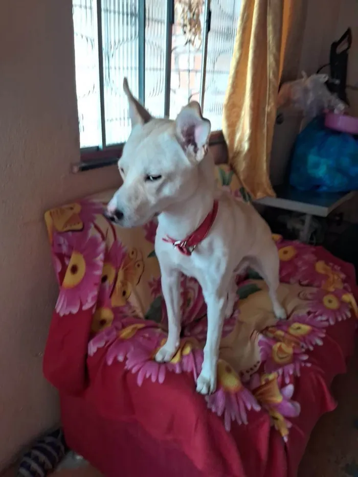 Cachorro ra a SRD-ViraLata idade 2 anos nome Leitão 