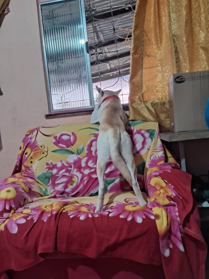 Cachorro ra a SRD-ViraLata idade 2 anos nome Leitão 