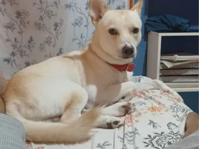 Cachorro raça SRD-ViraLata idade 2 anos nome Leitão 