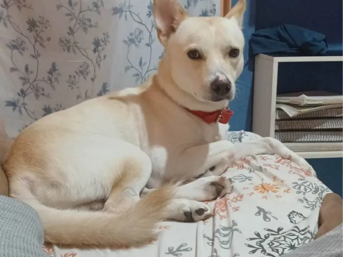 Cachorro ra a SRD-ViraLata idade 2 anos nome Leitão 