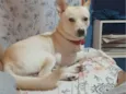 Leitão