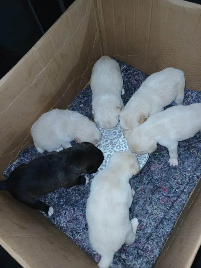Cachorro ra a SRD-ViraLata idade Abaixo de 2 meses nome Henrique de Mello Souza