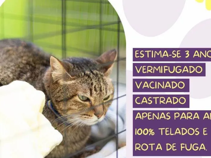 Gato ra a SRD-ViraLata idade 3 anos nome Caco