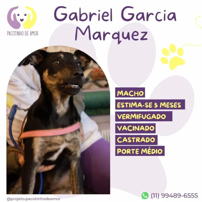 Cachorro ra a SRD-ViraLata idade Abaixo de 2 meses nome Gabriel