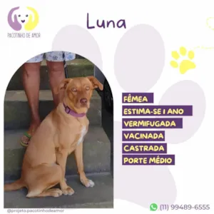 Cachorro raça SRD-ViraLata idade 1 ano nome Luna